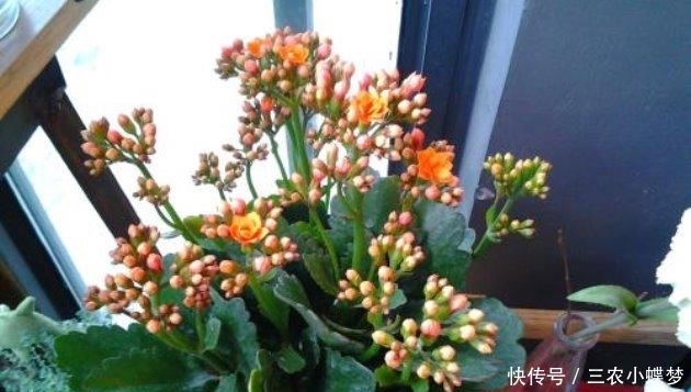 圣诞伽蓝菜|长寿花就该这样养, 阳台变成了烂漫“花海”!