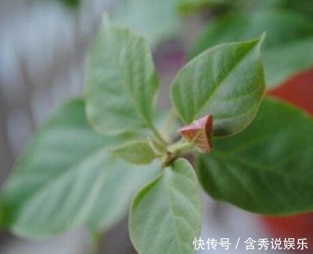 开花期|三角梅只长叶子不开花老花友教你一招,一次能开大半年