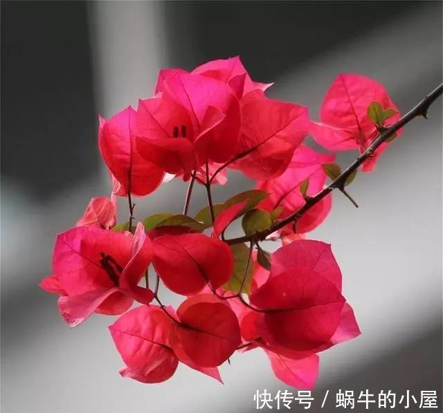 养分|三角梅迟迟不开花，这种浇花水“喷一喷”，红艳艳的花苞长满枝