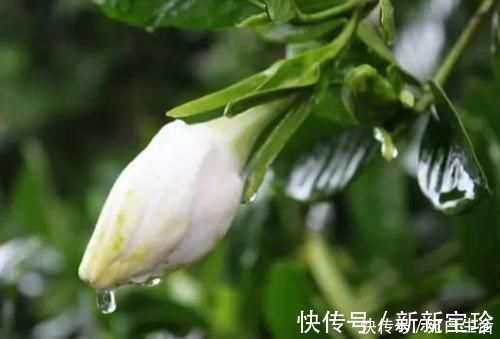 芹菜|对人体极好的食物，不妨常吃，补血益气，增强抵抗力，气色更好