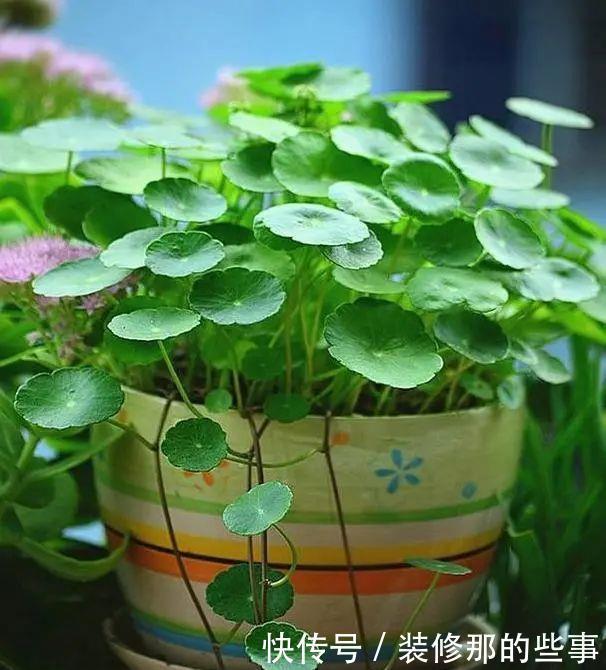 喜欢喝水的3种花,香气足花球大,一天不浇水,个个蔫哒哒