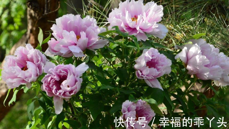5种漂亮花,花盆太小养不好,种在院子里,开花越来越旺