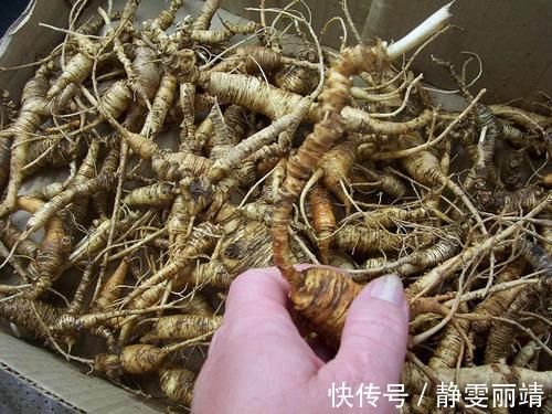 人参菜|一种人参,南方当菜种,只吃叶子不挖根,殊不知根部珍贵