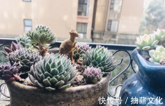 花箭|多肉开花后,赶紧剪掉,不然母株会死掉!