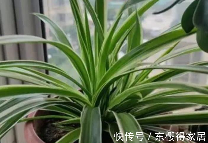 一剪|8月给吊兰剪一剪,快速养成精致大老桩,谁见了都夸美