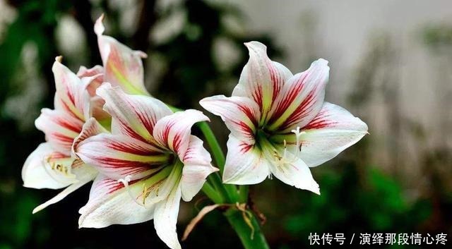 朱顶红开花美不美，养好种球就行了，做好4点，下一茬开花有惊喜！