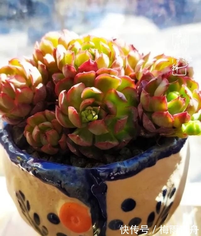 爱上多肉:何须浅碧轻红,自是花中一流!