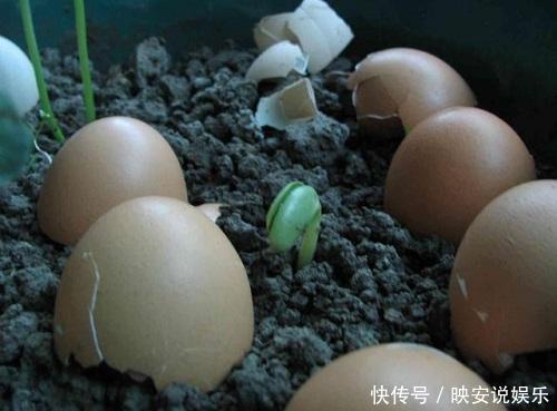 一个鸡蛋扔进一盆花一整年，全年不施肥还开花不断，怎样做到的