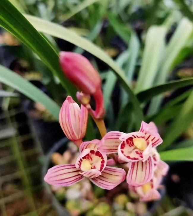 以“香味”著名的兰花，正格荷瓣，花香四溢，易芽易花，四季开花