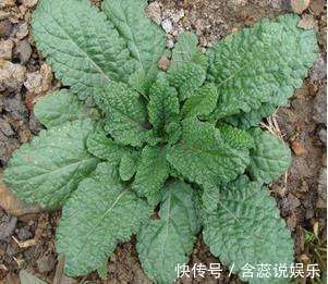 癞蛤蟆草|立秋后,感冒咳嗽很难受,不妨常吃此菜,止咳化痰,治感冒
