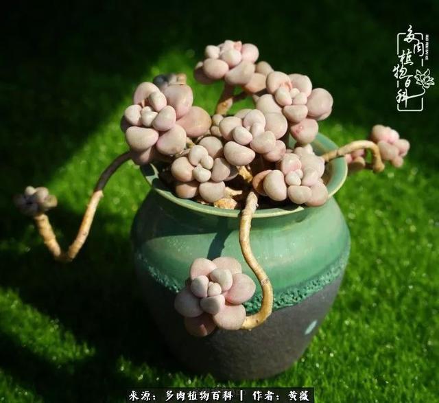 养了三年多肉，终于明白佛系养肉才是王道！