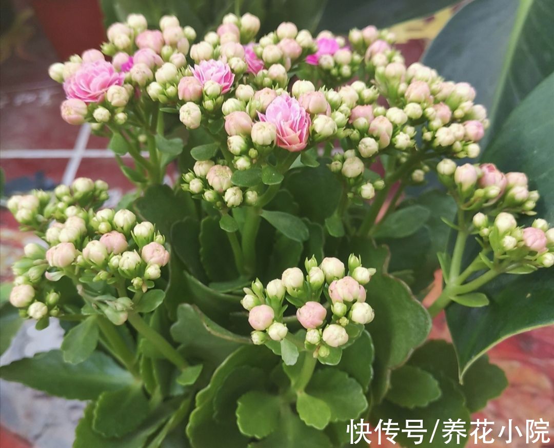 10月养长寿花,盆里撒上3种“小东西”,让花苞长得更多