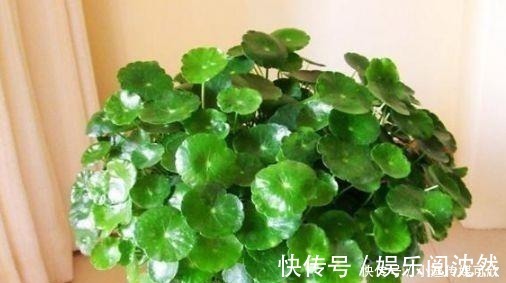 营养土|养花要学会“浇花”,3种花,浇水越勤快,长得越漂亮!