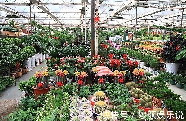 植物|养花“杀手”都有的5个毛病，难怪买花“养1盆死1盆”，要改正了