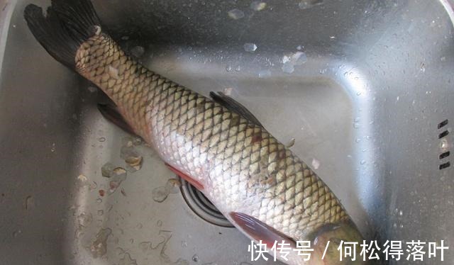 入冬后吃鸡吃鸭不如吃它，8块钱一斤炖一锅暖心暖胃特下饭，鲜香！