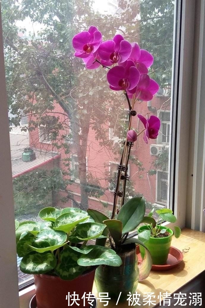 年前年后,就去这个地方捡花养,不花一分钱!