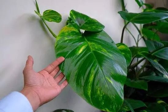 大叶绿萝叶子发黄怎么办，4个解决办法让大叶绿萝长的郁郁葱葱！