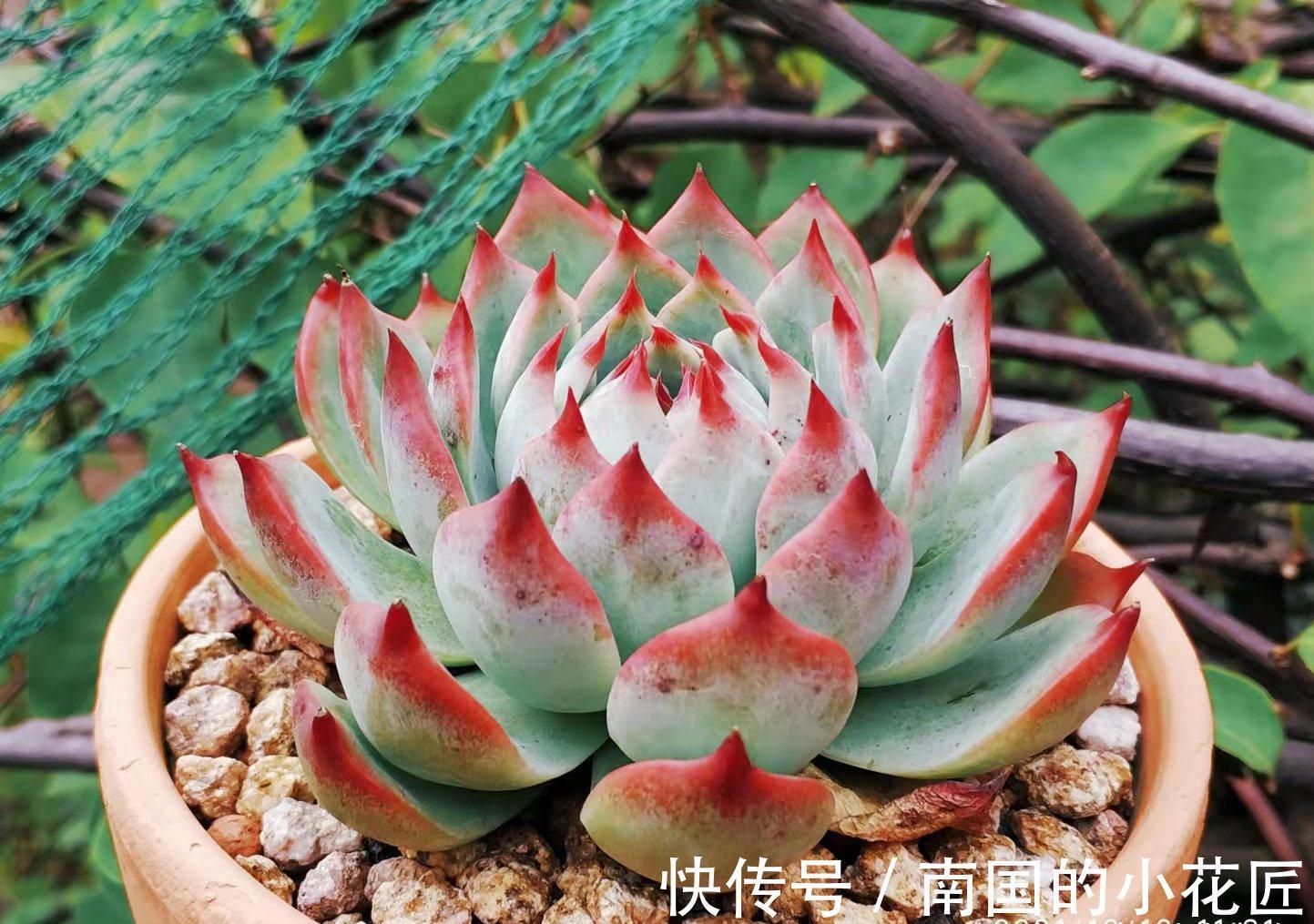 养多肉除了用陶粒垫底,我还用过其它7种东西,有一种很适合高盆