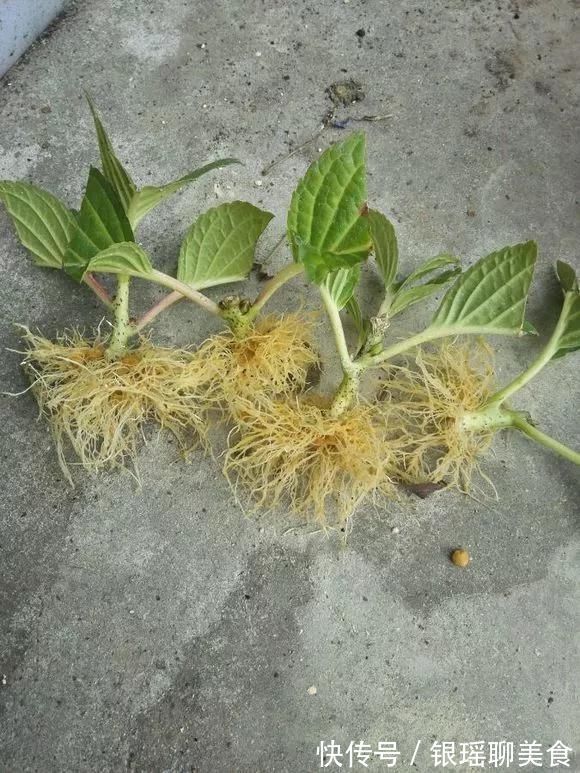 生根水还买4种东西放水里，大白根呼呼冒，扦插用得上