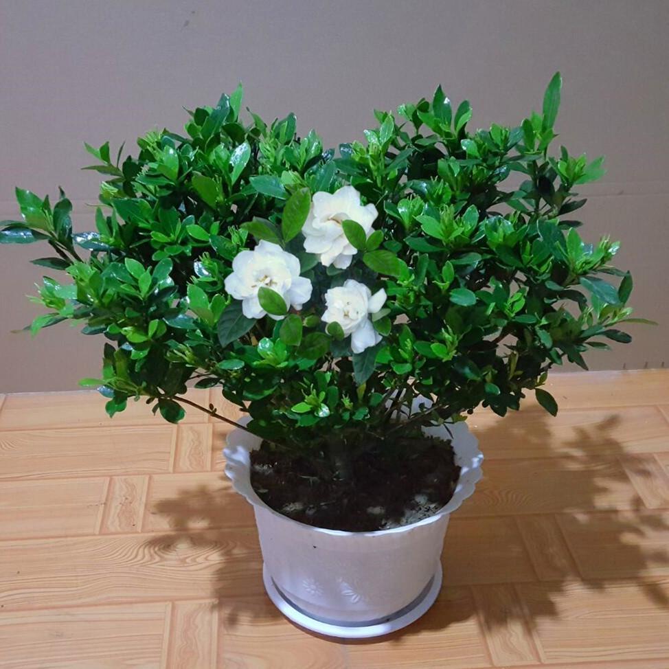 养殖|栀子花真好养,这三个养殖方法包你玩转栀子花