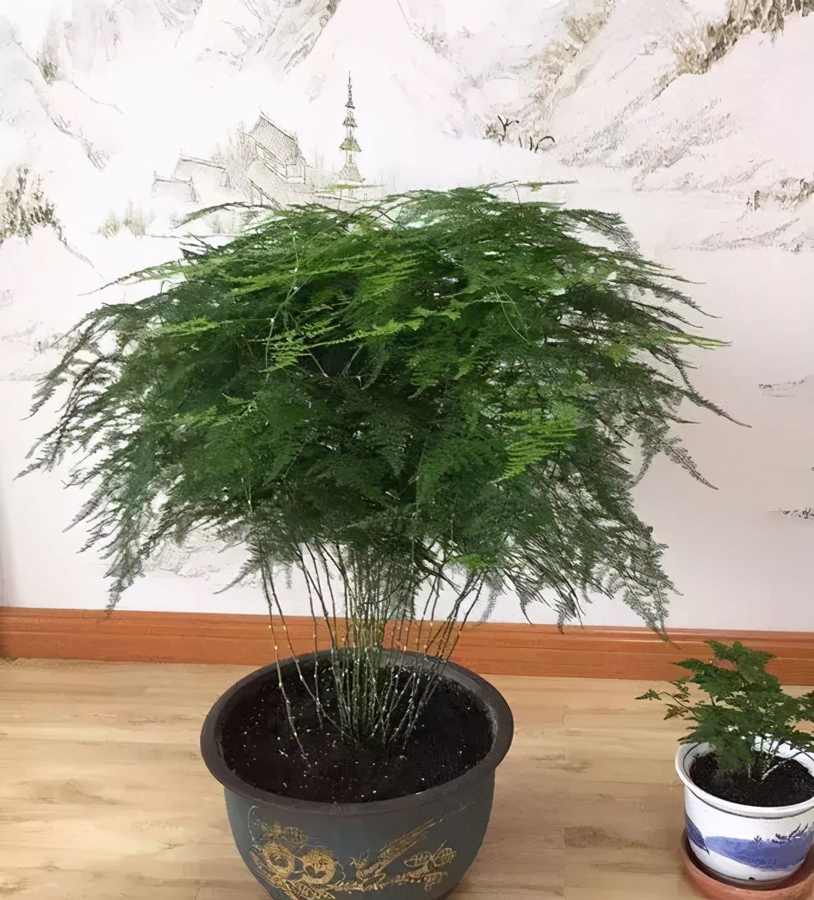 养文竹|有7种花“不喜水”，浇多了就烂根，越旱长得越旺