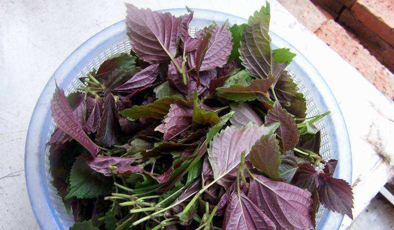 香辛油|秋季养生，坚持吃3种食物，排毒消脂，清理肠胃，营养更全面