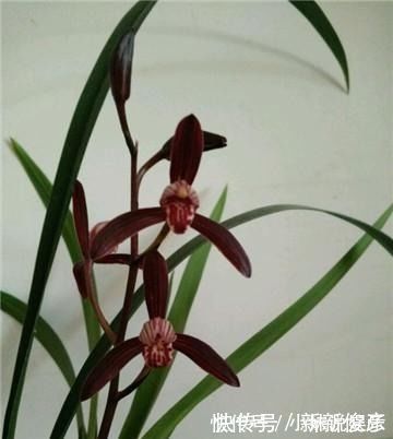 兰花“病央央”，教你几招，瞬间恢复生机，开花多多