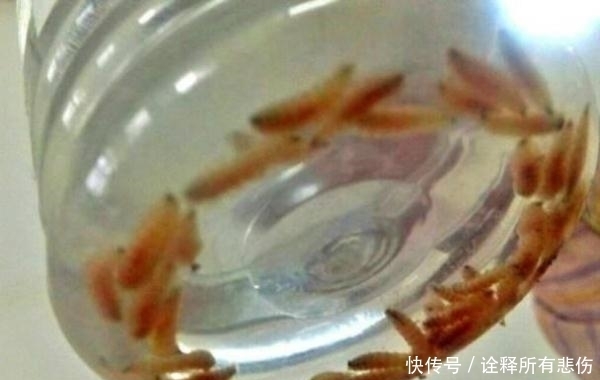 医生|岁女孩耳朵疼痛大哭, 医生从她耳朵内取出80只小虫