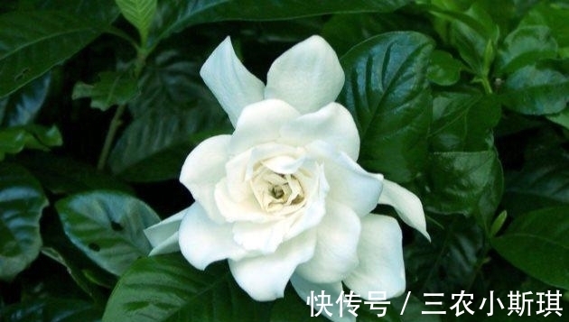 植株|栀子花这样修剪, 长得更茂盛, 花芽冒不停!