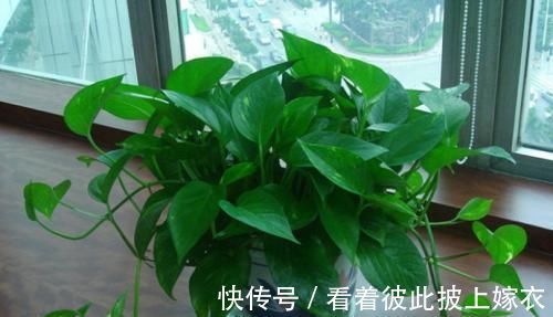 叶片|最厉害的养花营养液给绿萝喝一勺,四季不黄叶,一窜2米高