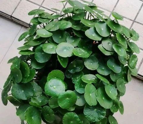 铜钱草养不好，给你支一招，只需做好两点就够了