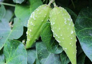 女孩|它被叫做“羊奶瓜”,女孩吃了就挨打,是治腰酸背疼的一把好手