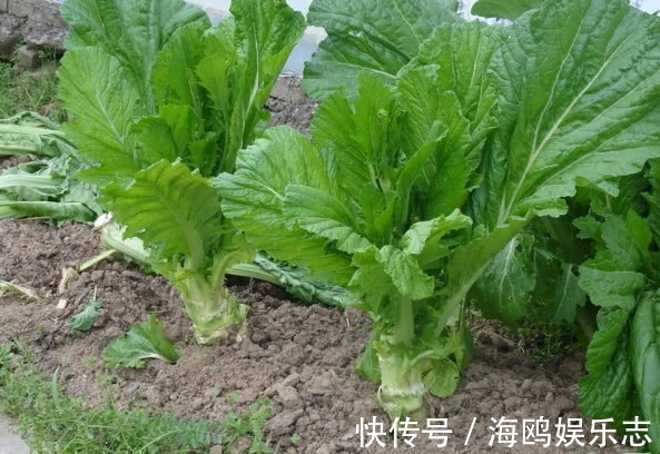 木耳菜|8种“高钙”蔬菜，菠菜不算啥，第一名钙是牛奶3倍，不要错过