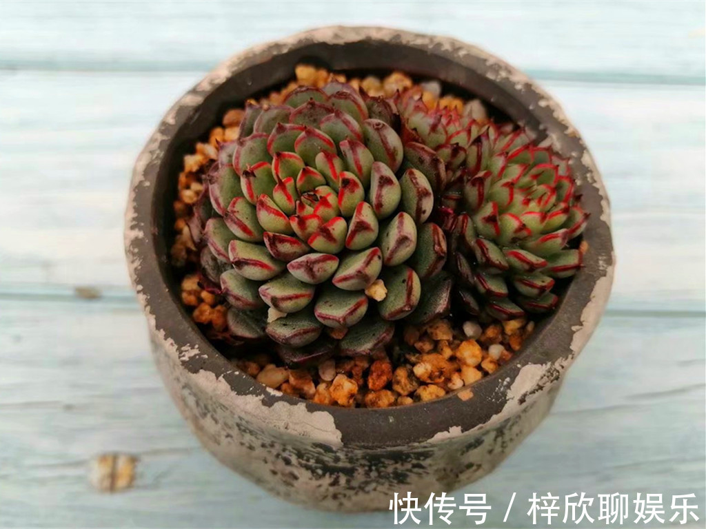 多肉|这些多肉即将进入休眠期,休眠时用对养护方法,可以平安度过夏天
