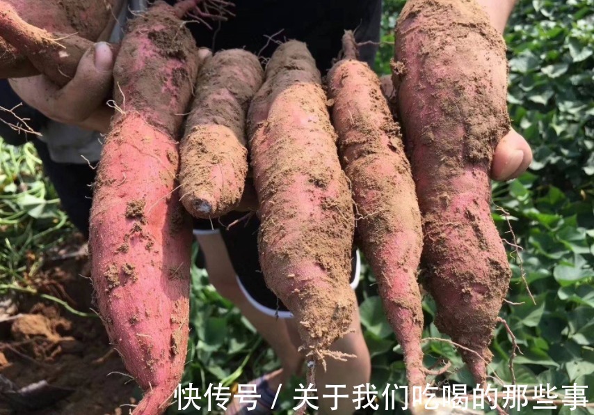 品种|中国哪里的红薯最好吃?认准这3个品种买,软糯香甜,细腻无纤维