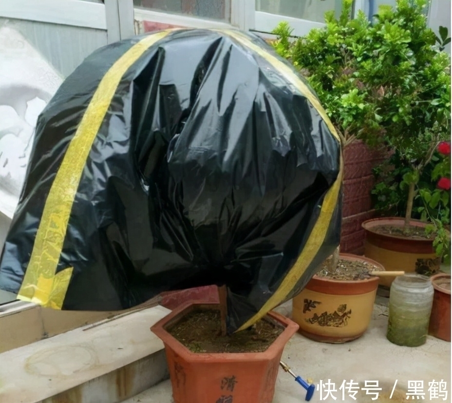 花多多2号|花市上的长寿花满头花苞?原来有“猫腻”,咱也学一学