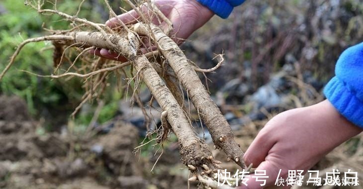 泡水|张仲景黄芪的“铁搭档”，泡水悄悄放几粒，还你“婴儿肝”