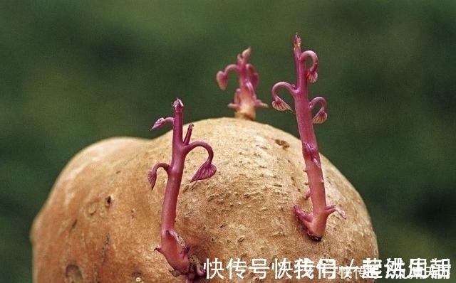 发芽|这4种常见食物发芽后也能放心吃,不仅没毒,营养价值还更高