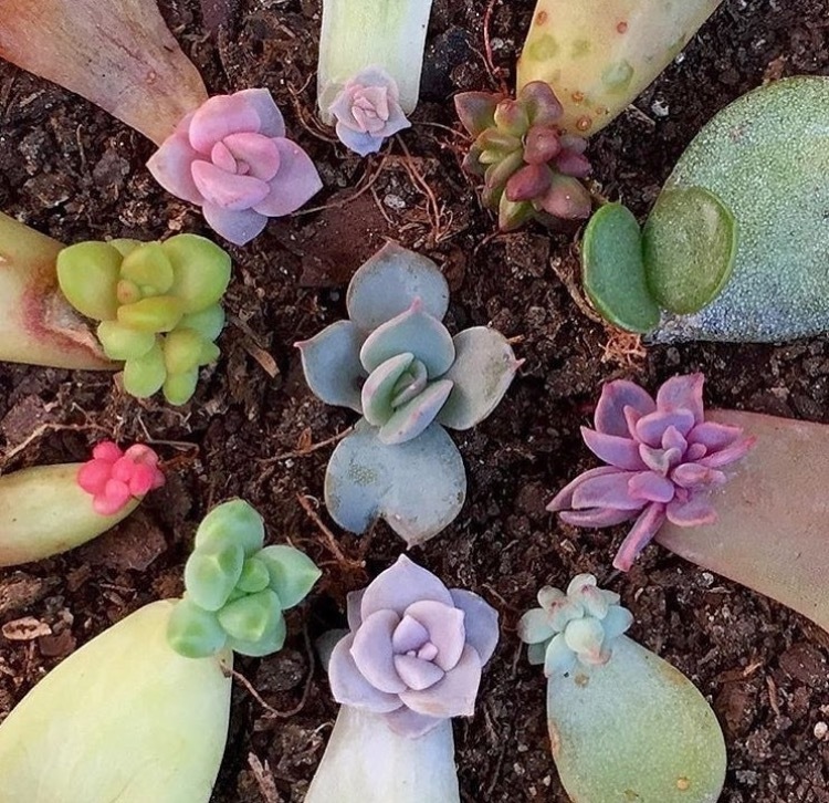 养8种花,别花“冤枉钱”,掐1片叶子“扔土里”,几天就生根