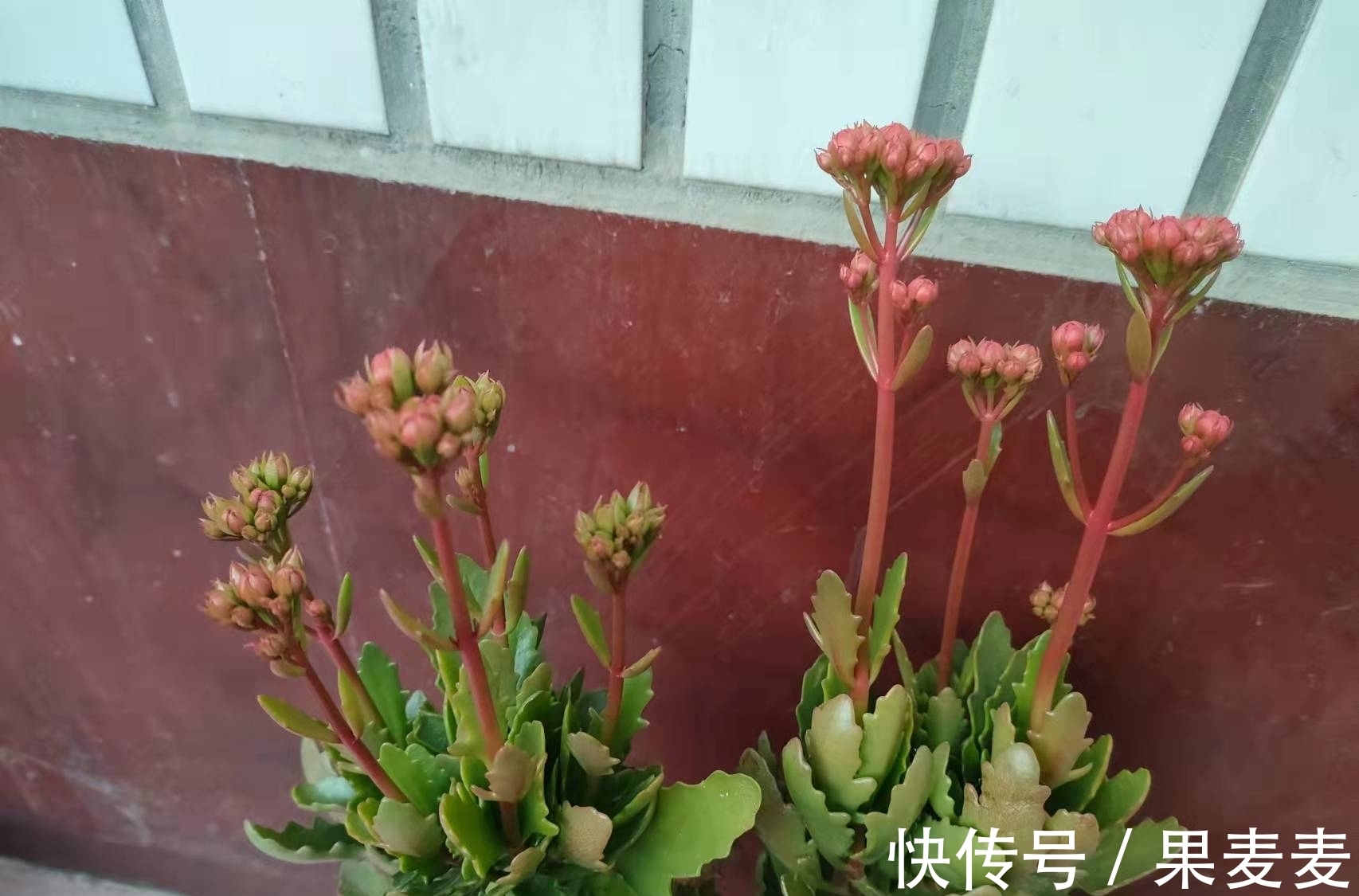 花期|为什么你的长寿花养不活？看我是如何将长寿花养的粗又壮的！