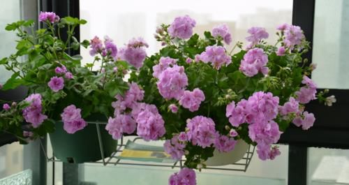 老花匠：用这3样泡水浇花，养根很管用！