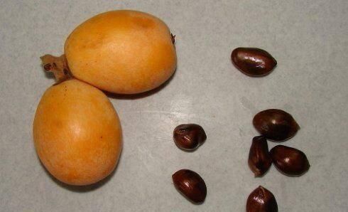 果肉|枇杷好吃又养生,里面的核埋土里,几天就发芽成苗