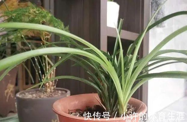 保湿|秋冬阳台养兰花,保湿是关键,可如果做错3件事,兰花喷雾会烂苗