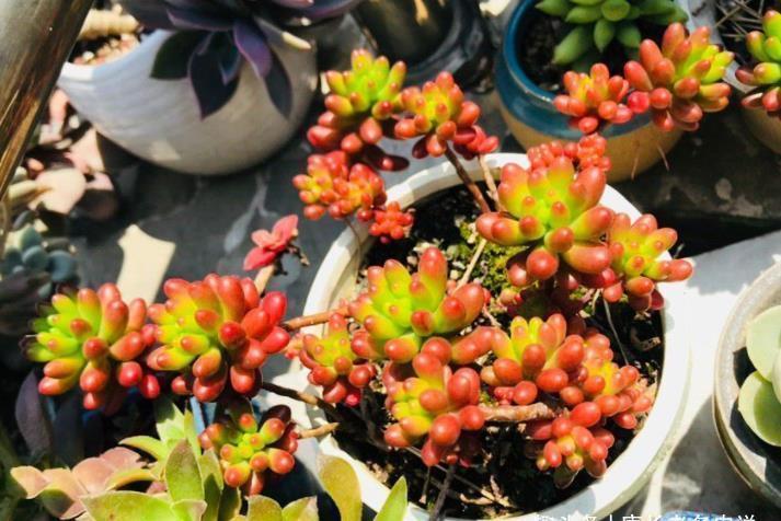 悬崖|多肉虹之玉发生倒伏?没关系,既然它不愿意站着生,就让它趴着长