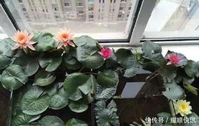 养盆栽睡莲、碗莲,一个小技巧,叶子蹭蹭长满盆,一次开10朵