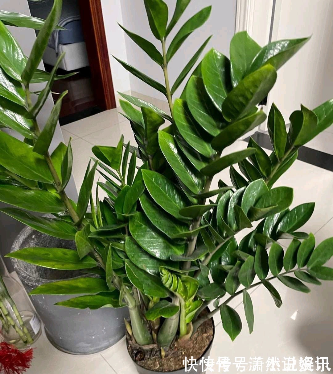 虎皮兰|春天,这八种花剪个枝插土里就活,养养就开花,错过就要等明年了