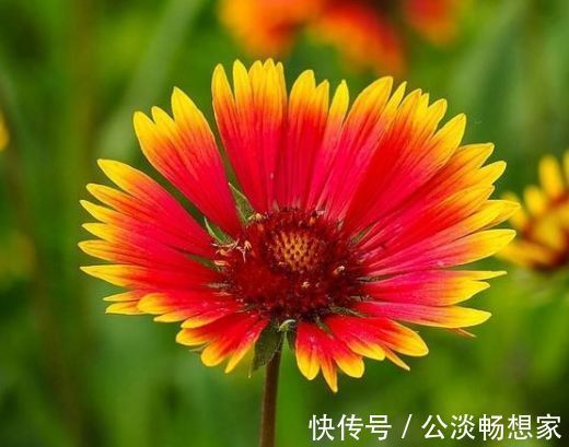 喜欢菊花,不如养盆“名菊之首”帅旗,似统帅旗帜,美艳多娇!