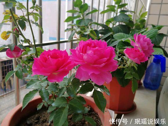 厨房里的“1种水”，用来养花，比肥料强“10倍”，养啥花都旺