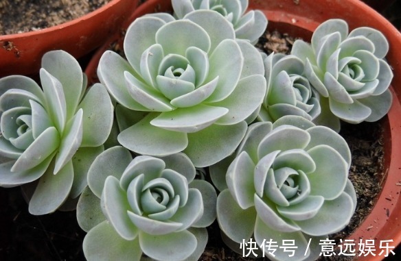 莲华子|五种一开花爆盆的多肉,漂亮好养懒人必备,漂亮好养惹人爱,呆萌