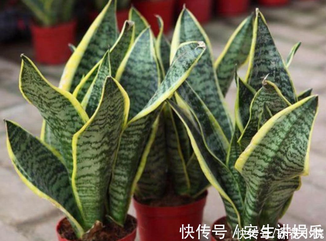 养分|虎皮兰爱喝“3种水”,经常用它浇一浇,不断冒新芽